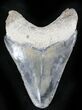 Serrated  Bone Valley Megalodon Tooth #22889-2